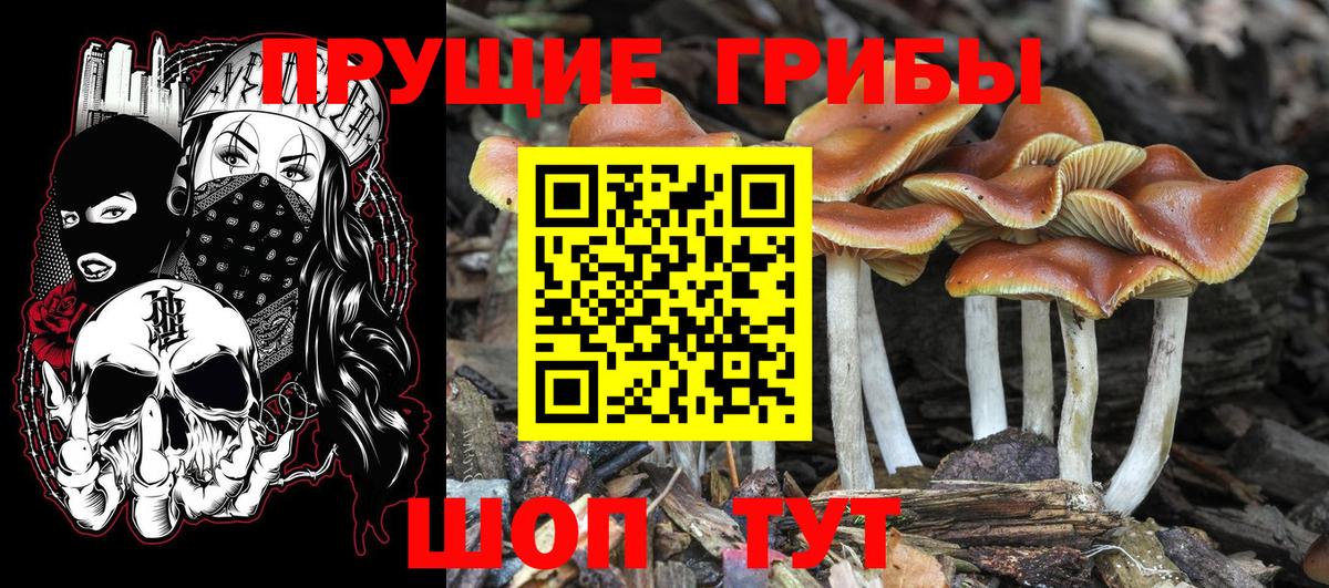 Майский  Галлюциногенные грибы Cubensis  Вход с VPN 